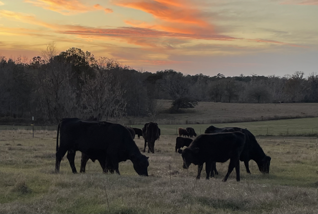 Cows at Sunset Dec 2022