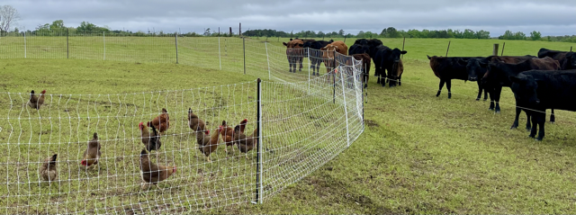 Cows looking at chickens
