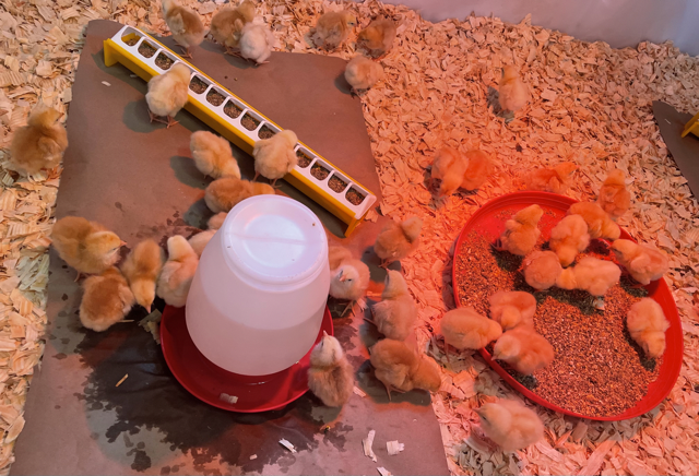 chicks in brooder Medium.png